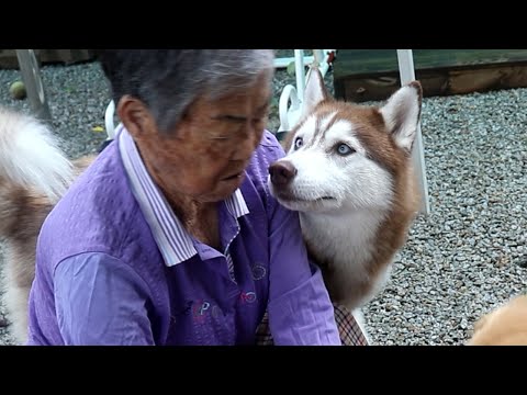 계속 할머니 핥으려고 해서 혼나는 강아지