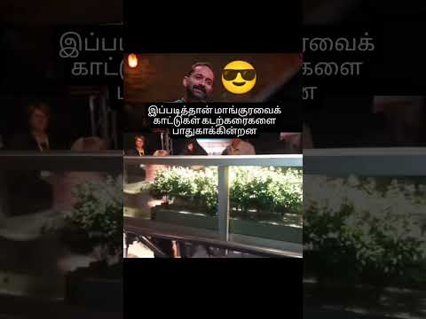 இப்படித்தான் மாங்குரவைக் காட்டுகள் கடற்கரைகளை பாதுகாக்கின்றன