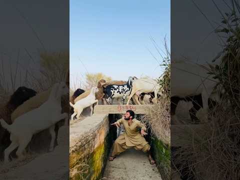 Mara bakra kha gai