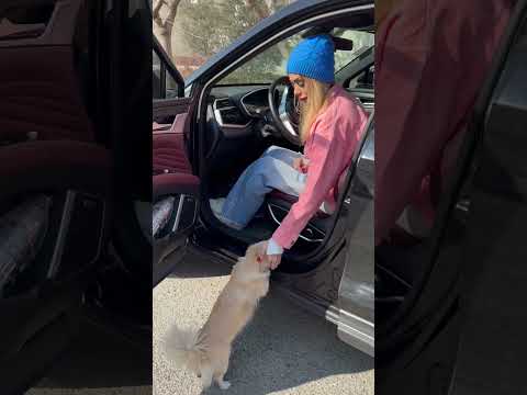 #funny #pets #puppy #animals #dog
