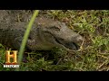 Alligator Egg Collection Challenges