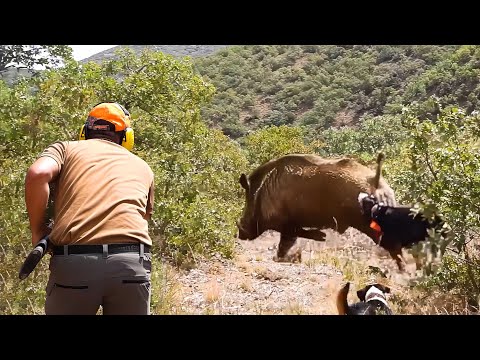 DANGEROUS GIANT BOAR Hunts, Exciting Pursuit: FEARLESS Hunting Dogs! #hunting #wildboar