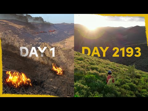 We planted a forest in the ashes - hereโs what happened