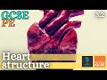 Exploring the Heart and Cardiac Cycle in GCSE PE