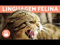 Understanding Cat Body Language