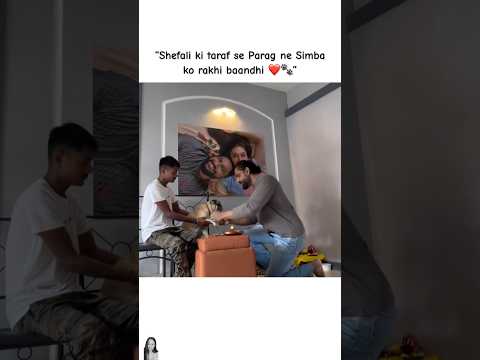 Parag celebrated rakshabandhan with his dog❤️ #shefalijariwala #simba #youtubeshorts #rakshabandhan