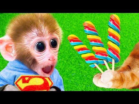 Baby Monkey BiBon plays with MiMi cat and eats rainbow candy| Maymun animals