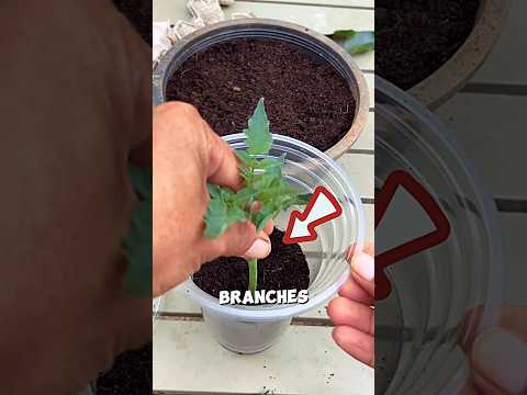 Tomato seedling preparation in a cup🥤🤯#shots