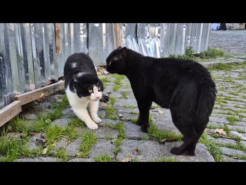 Black cat wants to Fight with every cat he encounters.