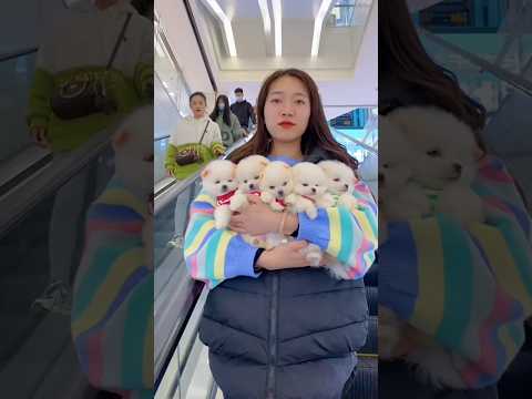🥰🐶 मिलो बेहद सुंदर बहुत ही क्यूट पप्पी से #shortvideo #trendingpuppy #cutepuppy
