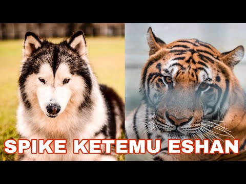SPIKE MAU DI TERKAM ESHAN - VLOG