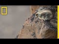 Challenges and Survival of Barnacle Geese Chicks