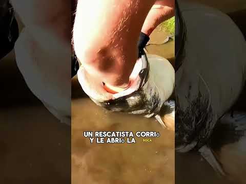 A boy was missing in the river. The rescue team caught a huge catfish.#animals #Friendship #Us