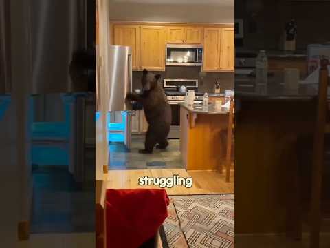 The lucky bear #love #animals #shorts #rescue #cute