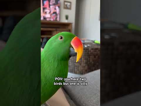 I bet you can’t tell which one 😋 #birds #eclectusparrot #parrot