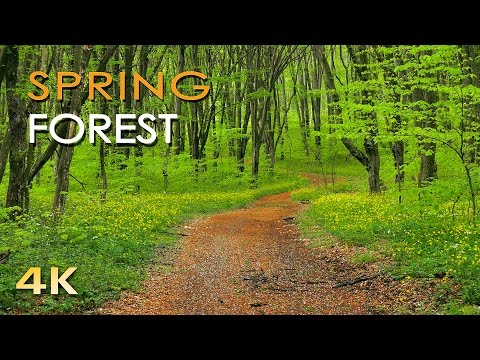 4K Spring Forest - Blackbird Song - Bird Singing/ Chirping - Ultra HD Relaxing Nature Video &amp; Sounds