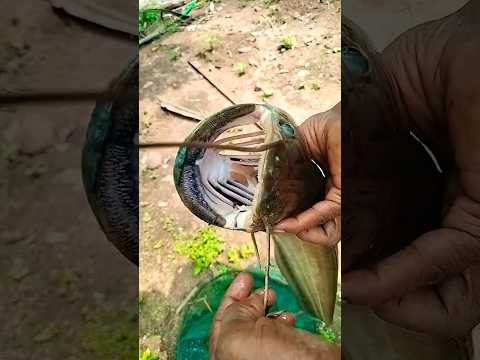 അമ്പോ പല്ല് കണ്ടാ..😳 #fish #fishing #fishingvideo #fishinglife #natural #nature #adventure #trending