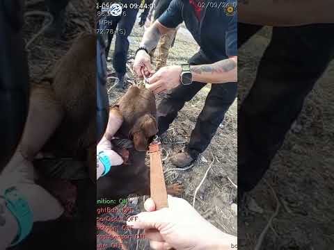 South Bend Police remove zip tie from dog's snout