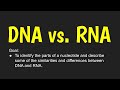 DNA Structure and Function Concepts