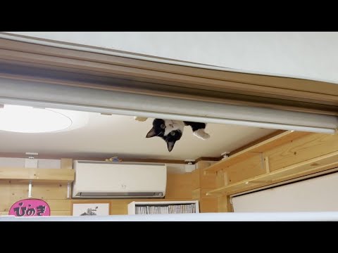 お父さんを尾行しながらチラチラとお母さんの様子を伺う猫