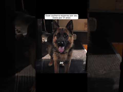 Esse cachorro ficou esperando anos #melhoresfilmes #filmesnovos #filmes #shorts