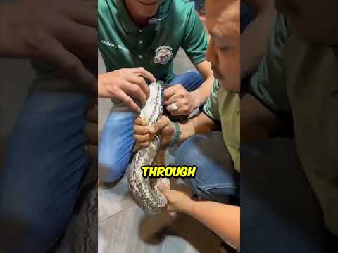 Snakes Have HOW Many Teeth?! 🐍😱 #shorts