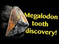 Megalodon Tooth Discovery Insights