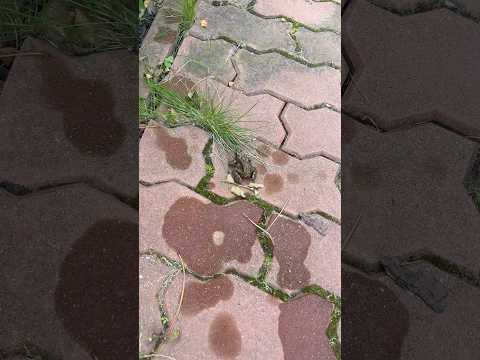 Дурацкая лягушка 😱#шортс#short#jokes#reels#kids#prank#арт#приколы#прохождение #а4 #юмор #love