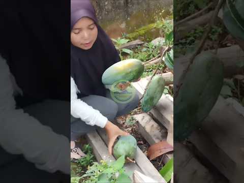 Gadis desa panen mangga kiojay