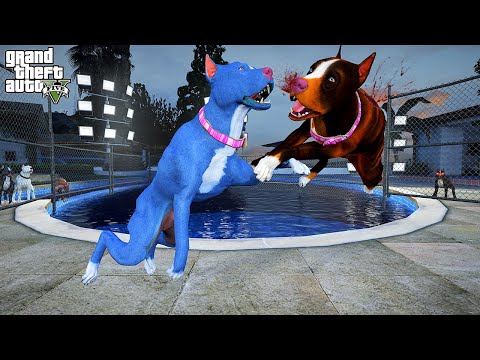 TERMİNATÖR'ÜN ANNESİ GERİ DÖNDÜ! PİTBULL ANNA VS ZEYNA! - GTA 5 PİTBULL'UN HAYATI