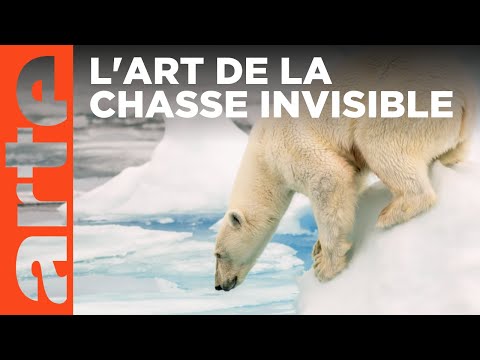 L'ours polaire | Prédateurs et proies, un équilibre fragile | ARTE Family