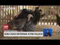 Kuis Tentang Kalkun dan Peternakannya