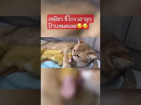 😂😂🤭🤭🥰 เหมียวขี้โกง เอาลูกก๊าบๆ ไปหมดเลย 😂😂