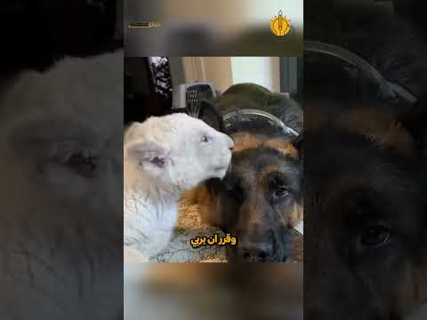 قصة الأسد الأبيض المنبوذ... الذي وجد عائلته الحقيقية بين الكلاب!