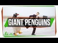 Hibernation and Penguin Evolution