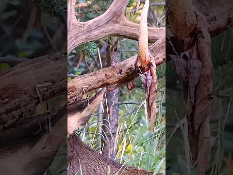 Kenapa Rusa Sengaja Mengupas Tanduknya? #VelvetShedding #Nature