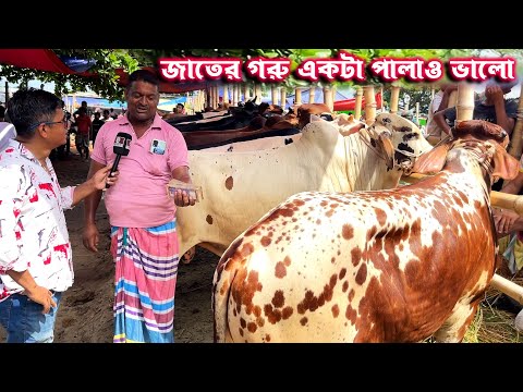 ২ লক্ষ ৪৫ হাজারে ২০২৬ কোরবানির জন্য কেমন গরু কিনলো মনসুর ব্যাপারীর কাছ থেকে #হযরতপুর_ঘাট