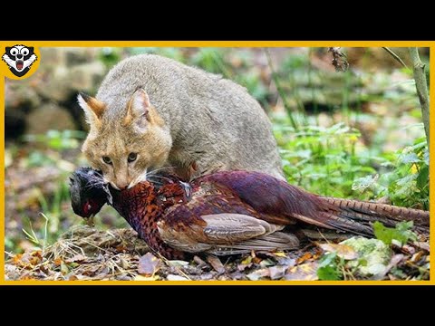 GATO SELVAGEM E SUAS HABILIDADES DE CAÇA | ANIMAIS SELVAGENS