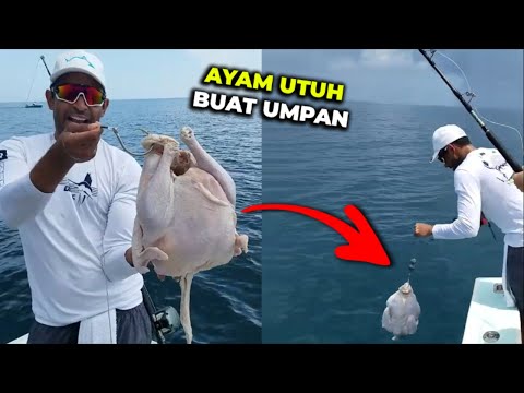 Apa Jadinya Kalo Satu Ekor Ayam Dijadikan Umpan Saat Memancing...??? #YtCrash
