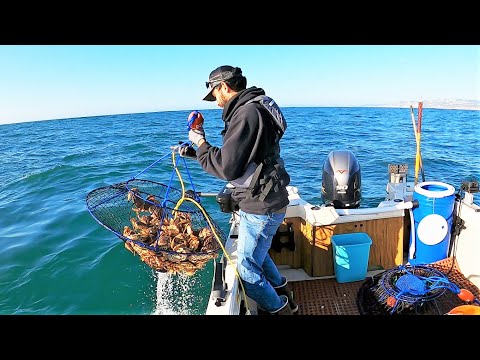 SOOO MANY CRABS! I could barely lift the pot!