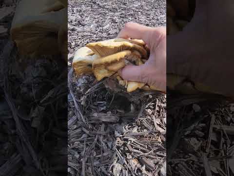 เห็ดนางรมเจออากาศหนาวๆลมๆ คนรักเห็ด Lovemushrooms เห็ดนางรมเจออากาศหนาวๆลมๆ