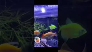 Mame Rexy TV is live! AGAIN MY AQUA PETS🌊🐠 NAG BROWN OUT