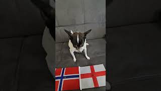 Norway vs England #worldcup #worldcup2026 #soccerpredictions #quarterfinals #dog #norway #england