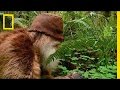 Understanding the Wild Encounter