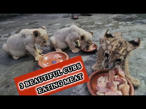 3 Beautiful Cubs Eating Meat | Azan Butt Tiger #Lion's Cubs #lion