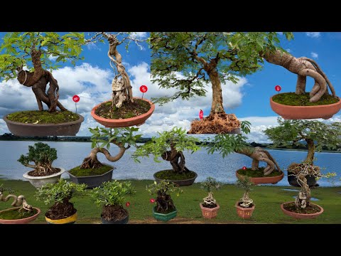 Trung Hiếu 11/01 nhiều mã giảm giá cho Lô Bonsai Mini đa dạng loại cây, hoa kiểng chơi Tết