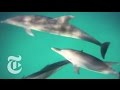 Dolphin Communication and Behavior