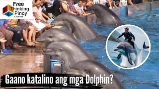 Part 5: Henyong Hayop: DOLPHIN | Smartest Animals
