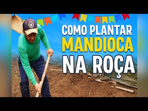 Como plantar mandioca na roça com o Coroa da Sinuca