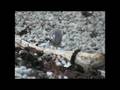 Evolutionary Concepts and Adaptations